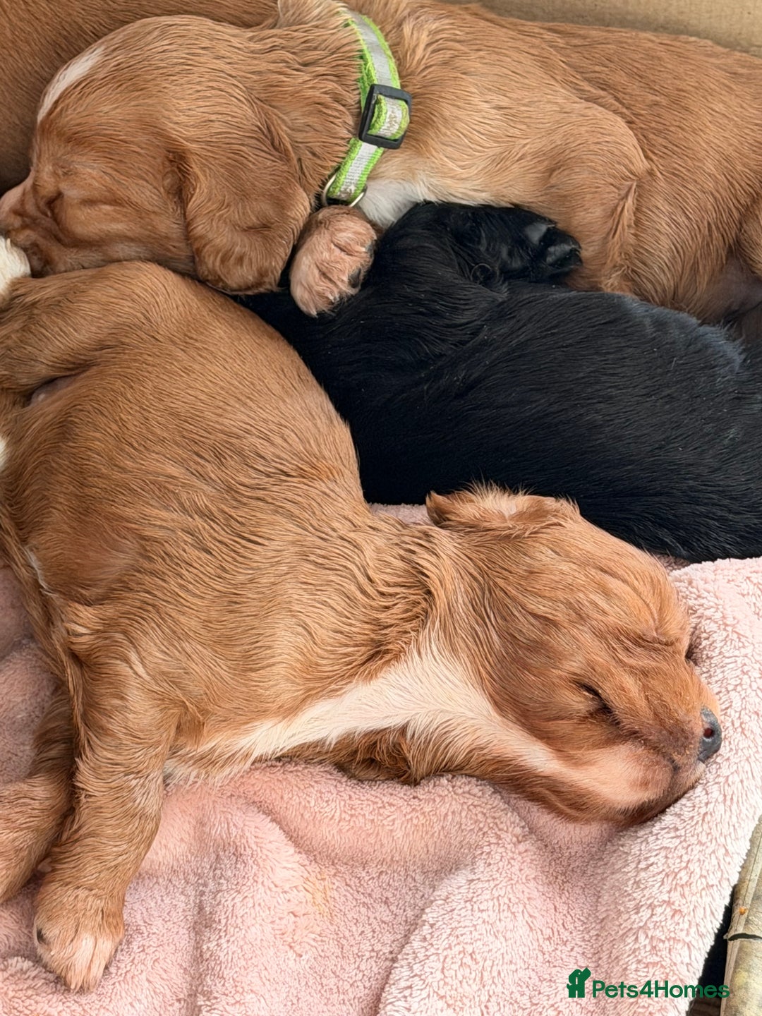 Cocker Spaniel dogs for sale: Working cocker spaniels  - Advert 2