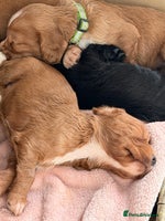 Cocker Spaniel dogs Working cocker spaniels - Advert 6