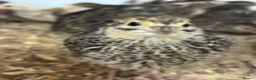 Quail poultry for sale: Japanese Quail for sale - Advert 1