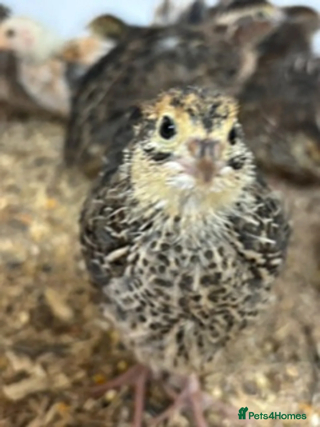Quail poultry for sale: Japanese Quail for sale - Advert 1