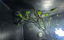 Chameleon reptiles for sale: Baby yemen chameleons  - Image 1
