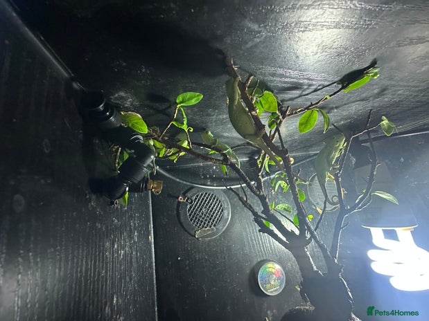 Chameleon reptiles - Advert 3