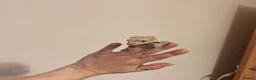 Gecko reptiles for sale: 4x Crested Geckos + Viv in Coalville - Advert 8