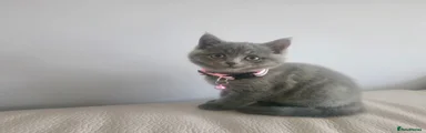 British Shorthair Kitten 3