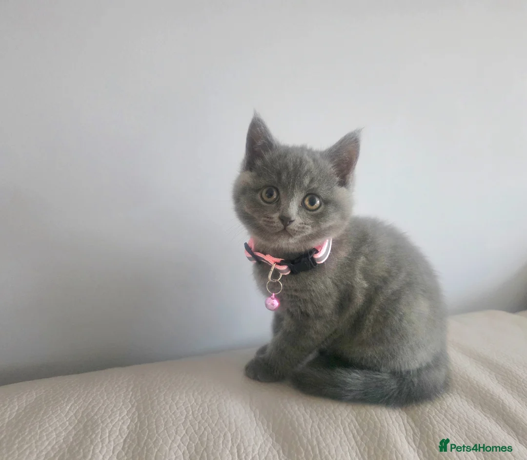 British Shorthair cats for sale: Beautiful British Shorthair Kittens  - Advert 16