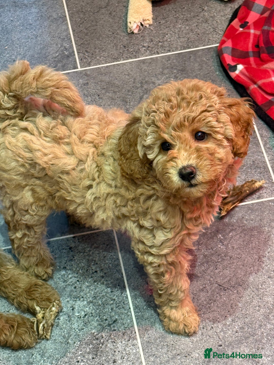 Miniature Poodle dogs for sale: Miniature poodle puppies ready now  - Image 9
