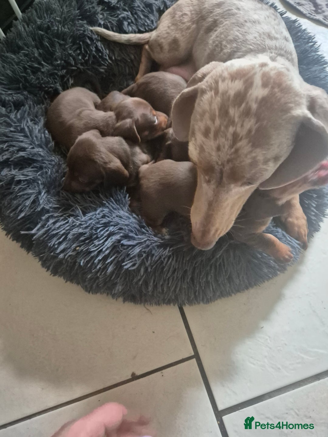 Miniature Dachshund dogs for sale: Minature smooth haired Dachshunds - Image 6