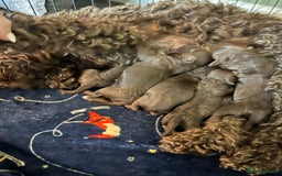 Cockapoo dogs for sale: Adorable chocolate cockapoos  - Image 16