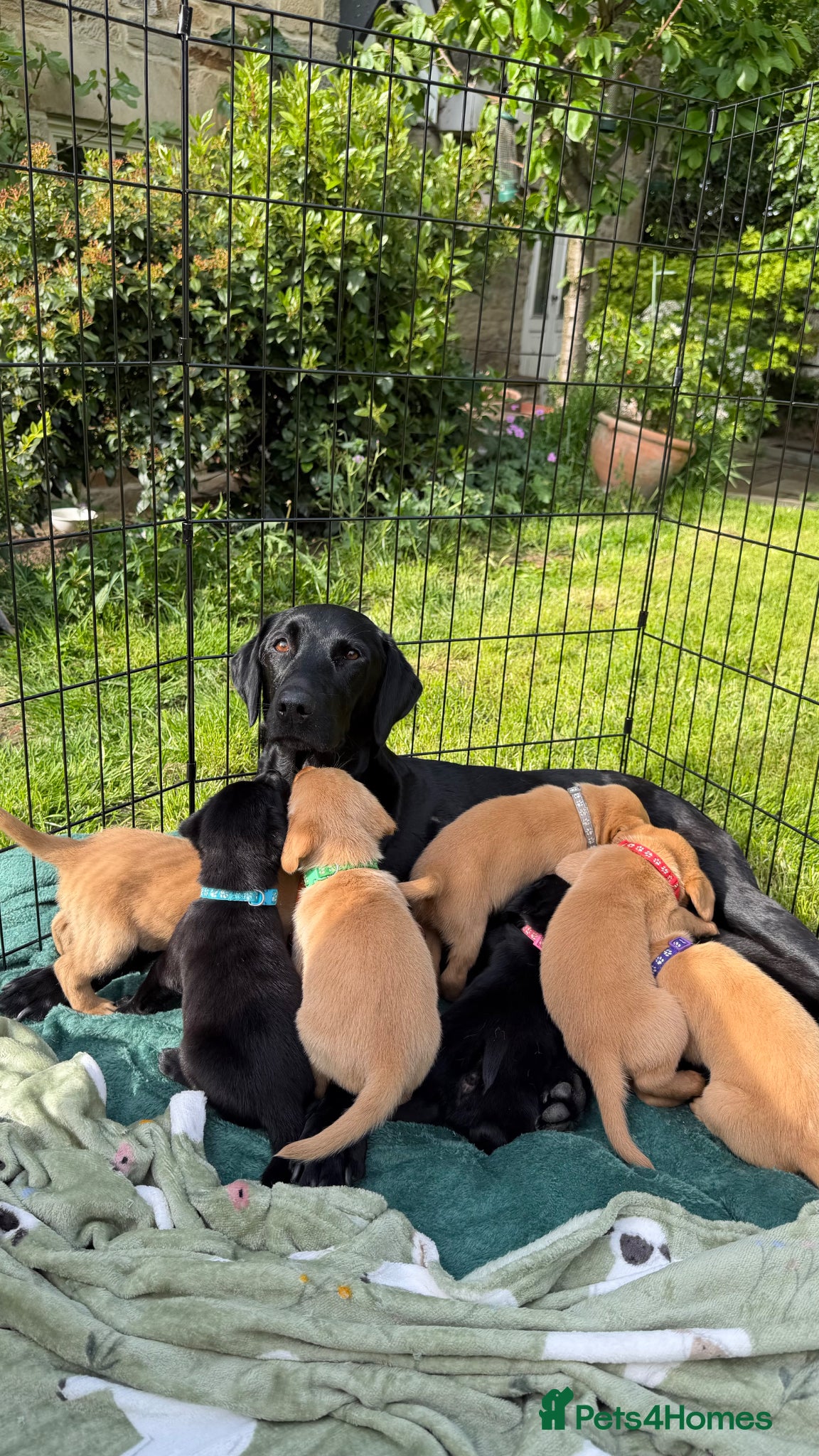 Labrador Retriever dogs for sale: Fox Red Working Labrador Puppies - Advert 13