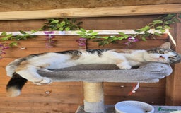 Mixed Breed cats for sale: Looking for new home  - Image 4