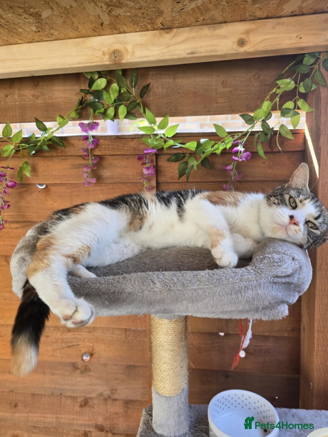 Mixed Breed cats for sale: Looking for new home  - Image 4