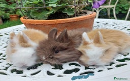Mini Lop rabbits for sale: PUREBRED DOUBLE/ TEDDY LION HEAD BABIES  - Image 11