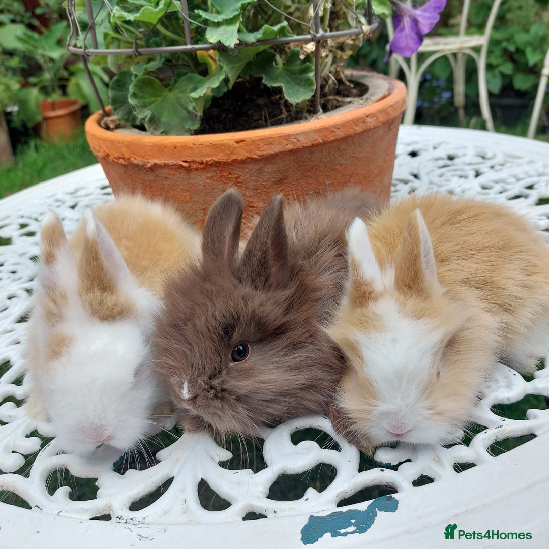 Mini Lop rabbits for sale: PUREBRED DOUBLE/ TEDDY LION HEAD BABIES  - Image 11