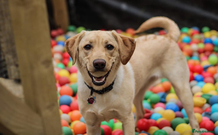 Labrador Retriever dogs - Advert 14