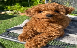 Toy Poodle dogs for sale: 5 month old toy poodle  - Image 6
