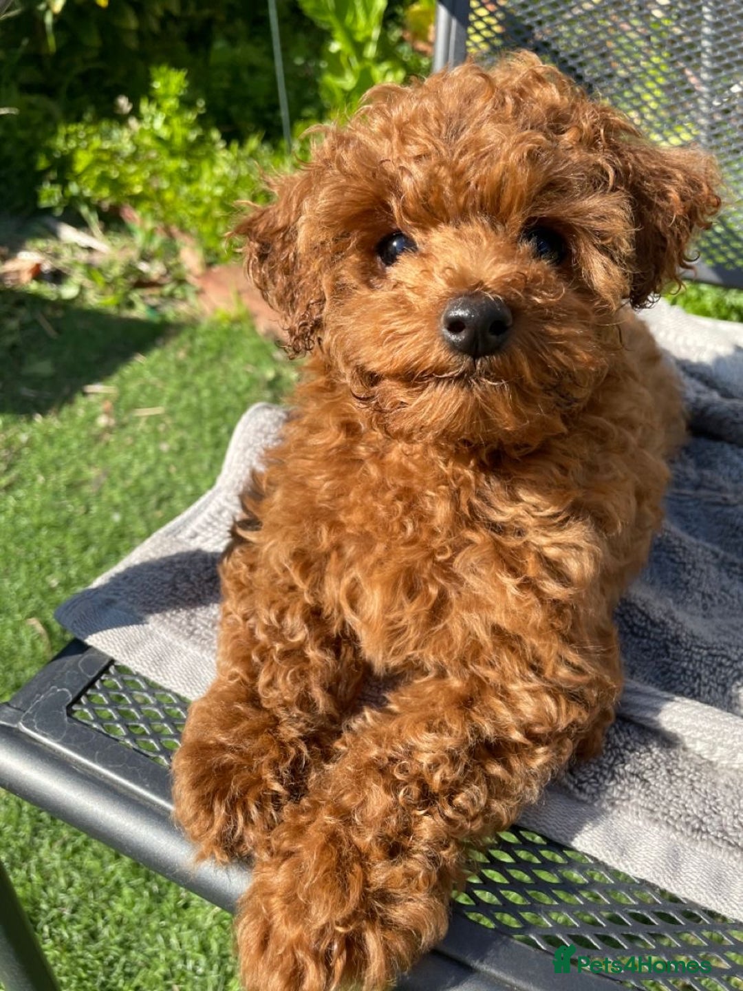 Toy Poodle dogs for sale: 5 month old toy poodle  - Image 6