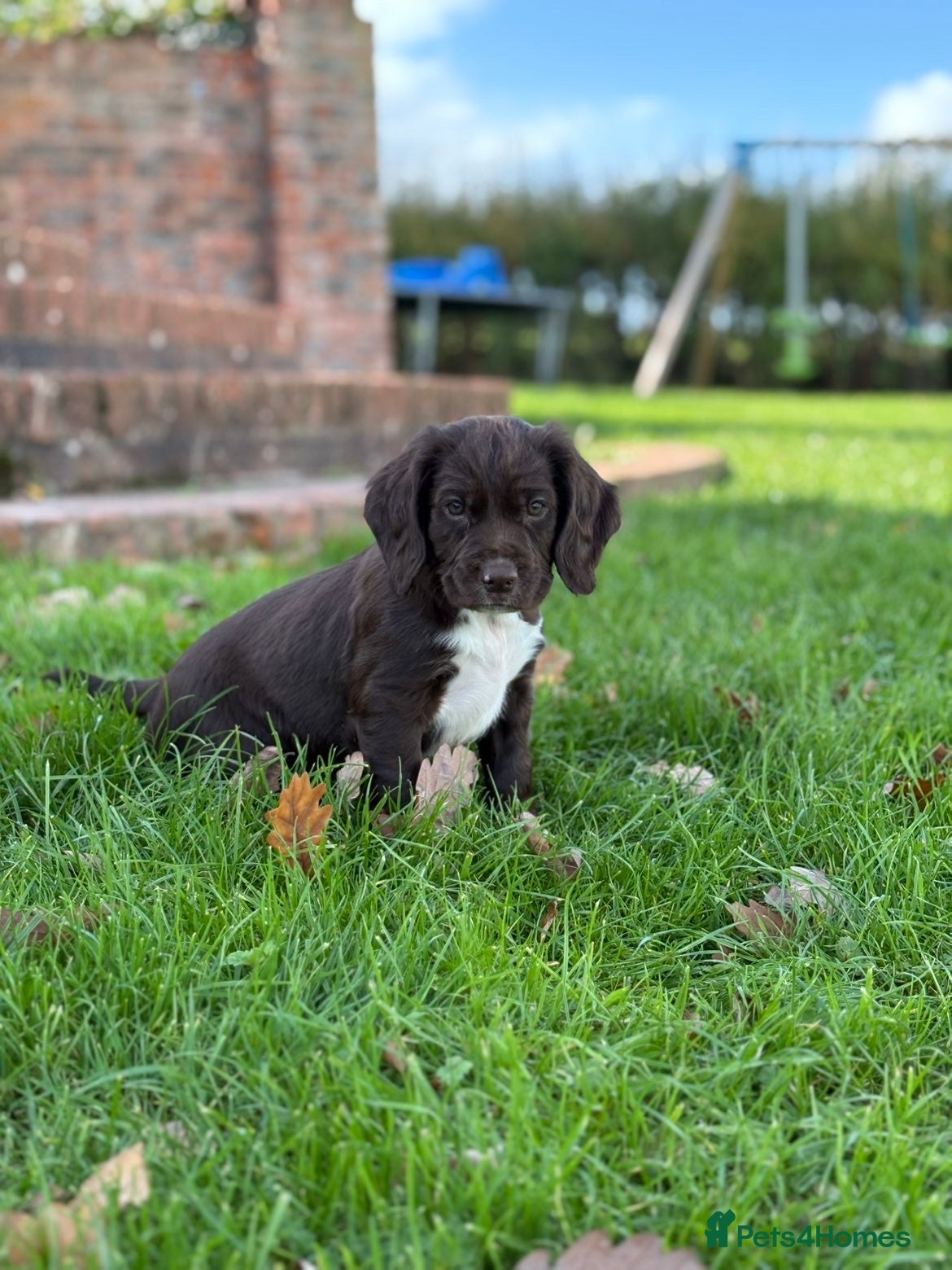 Sprocker dogs Sprocker Puppies - 4th generation.  - Advert 2