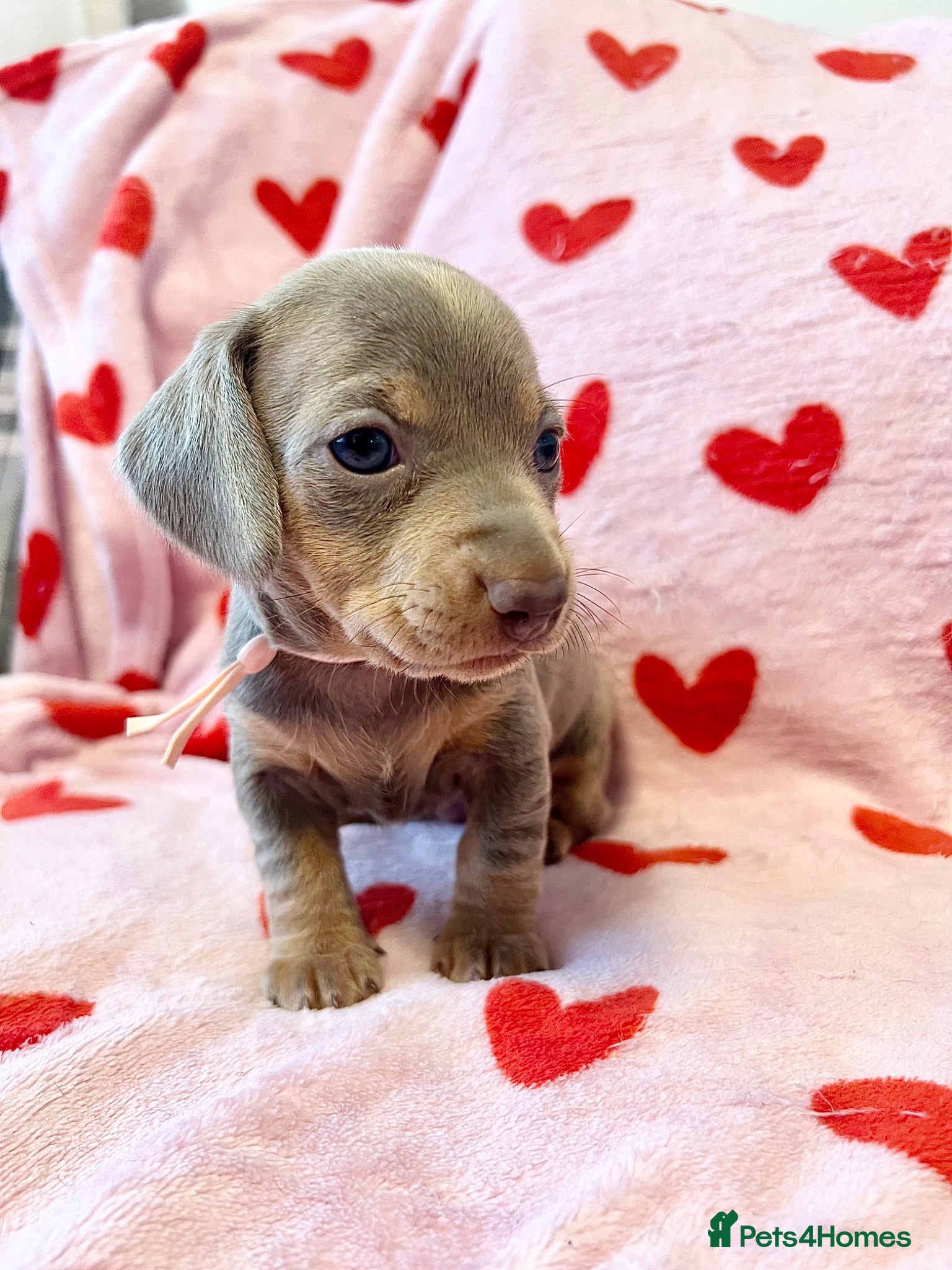 Dachshund dogs Isabella / Isabella dapple long/short hair  - Advert 1