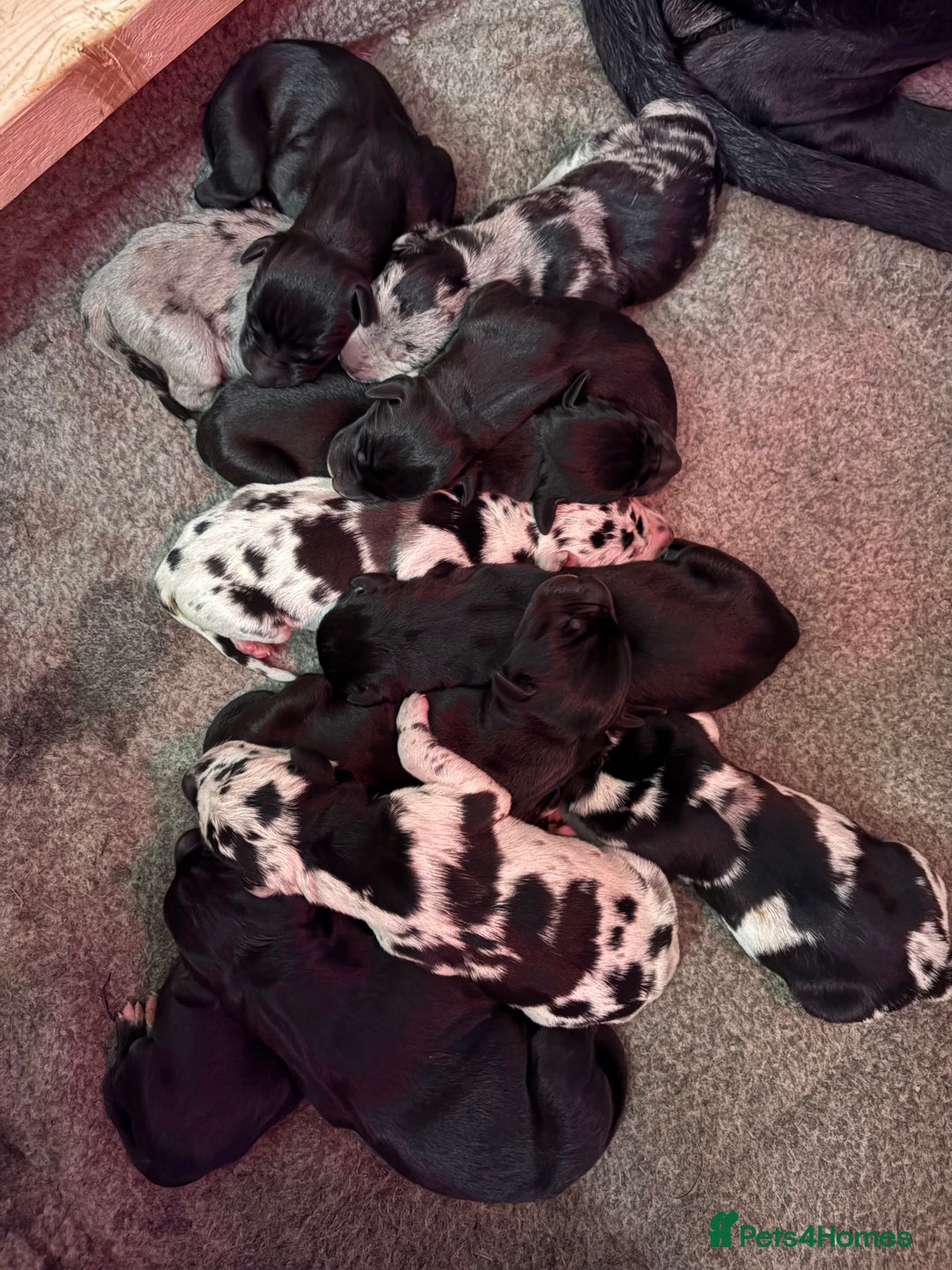 Great Dane dogs for sale: 12x healthy Great Dane puppies - Advert 14