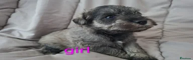 Miniature Schnauzer 3