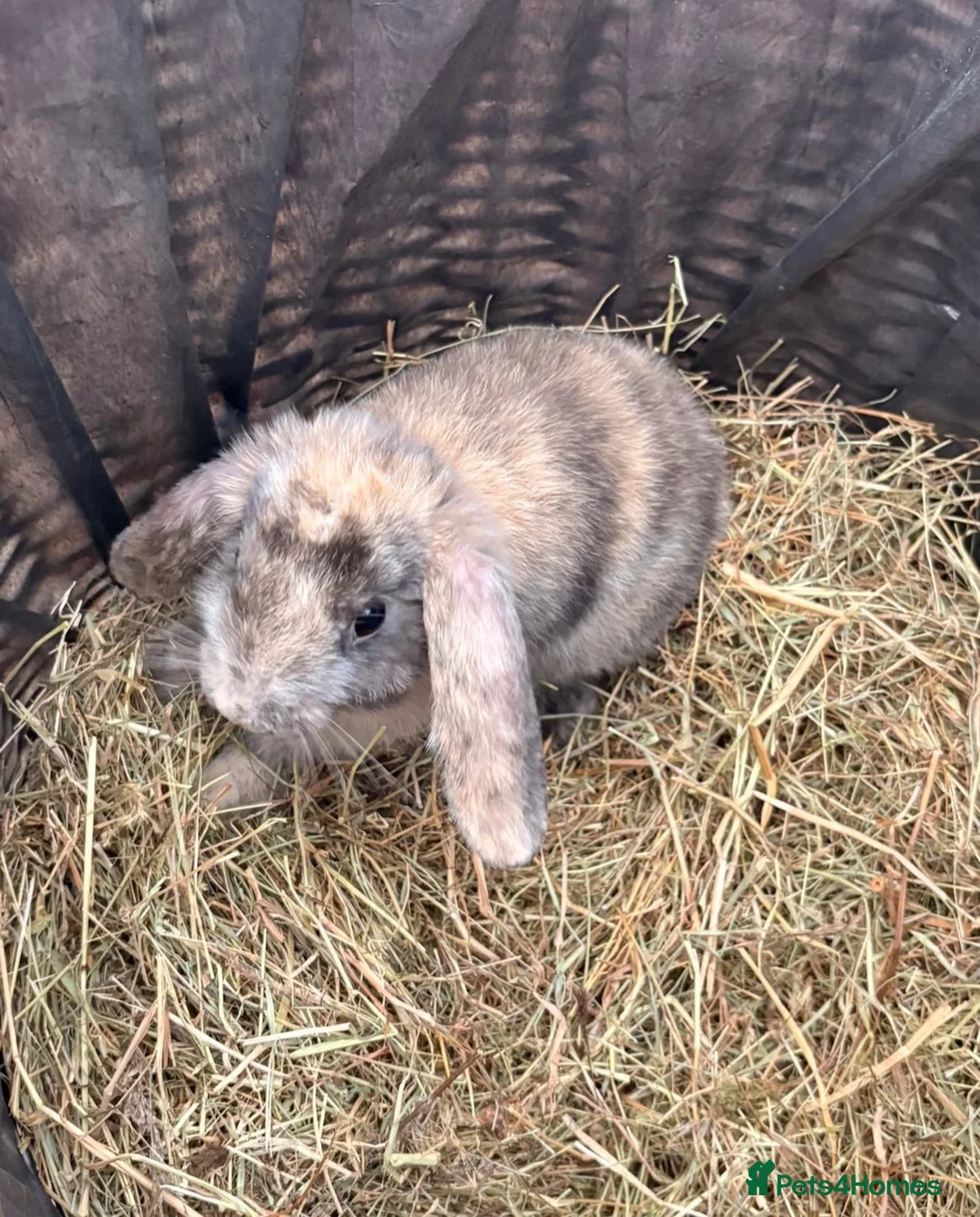 Mini Lop rabbits for sale: looking for their forever home!🐰 - Advert 5