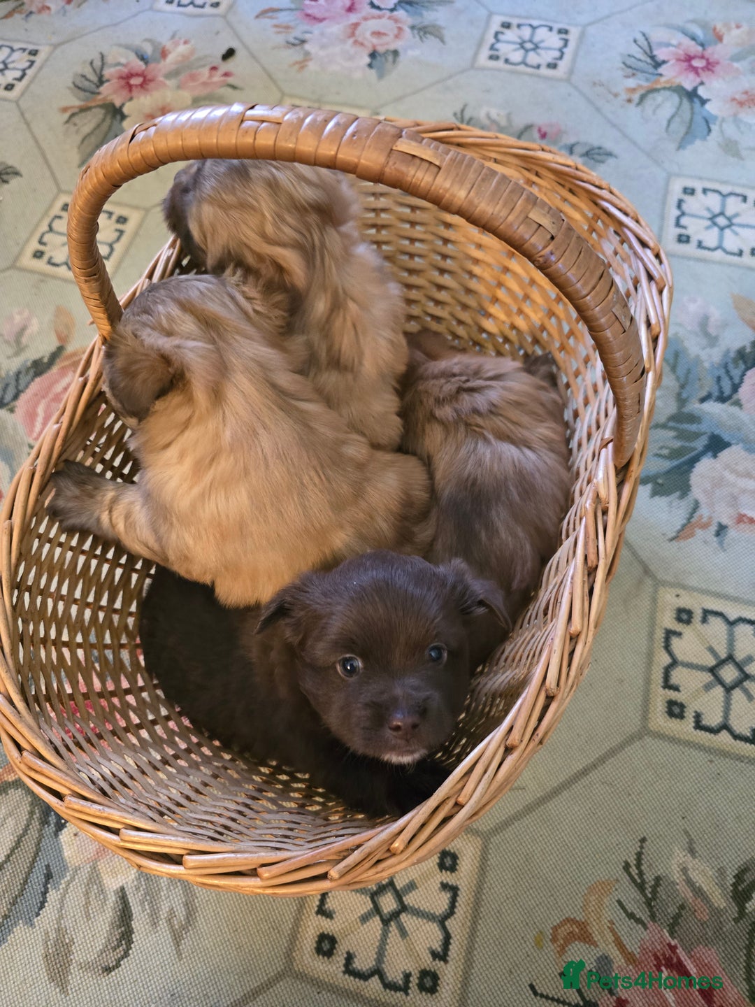 Mixed Breed dogs for sale: Miss Field - Advert 2