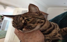 Savannah cats for sale: Large TICA Registered Spotted Savannah Boy Kitten  - Image 6