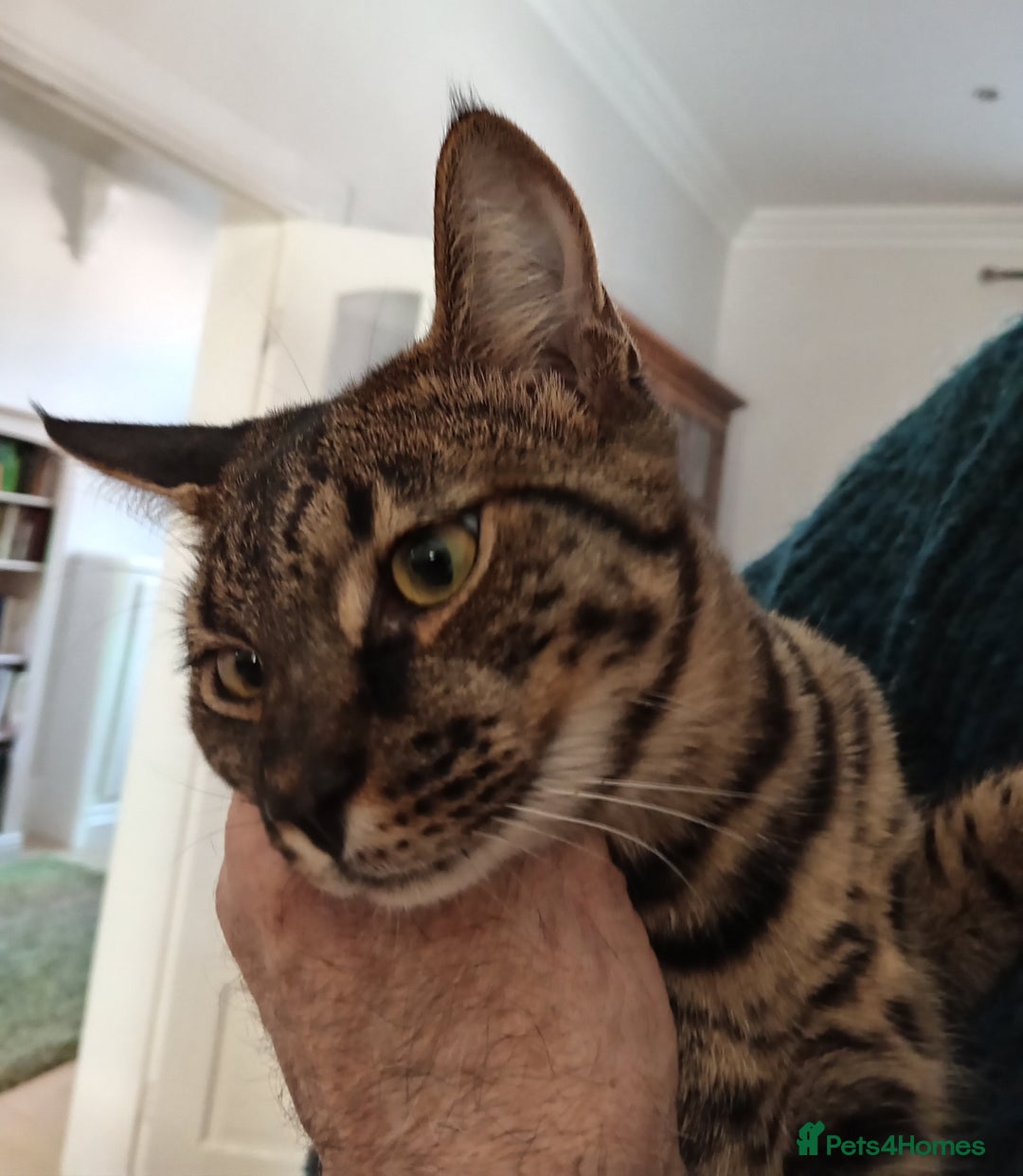 Savannah cats for sale: Large TICA Registered Spotted Savannah Boy Kitten  - Image 6
