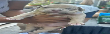American Bulldog 1