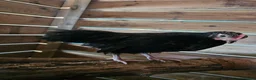 Chickens poultry for sale: x4 Mixed Small Breed Chickens  - Advert 3