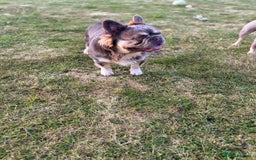 French Bulldog dogs for stud: Mr Fluffy son of Don Corleone  - Image 14