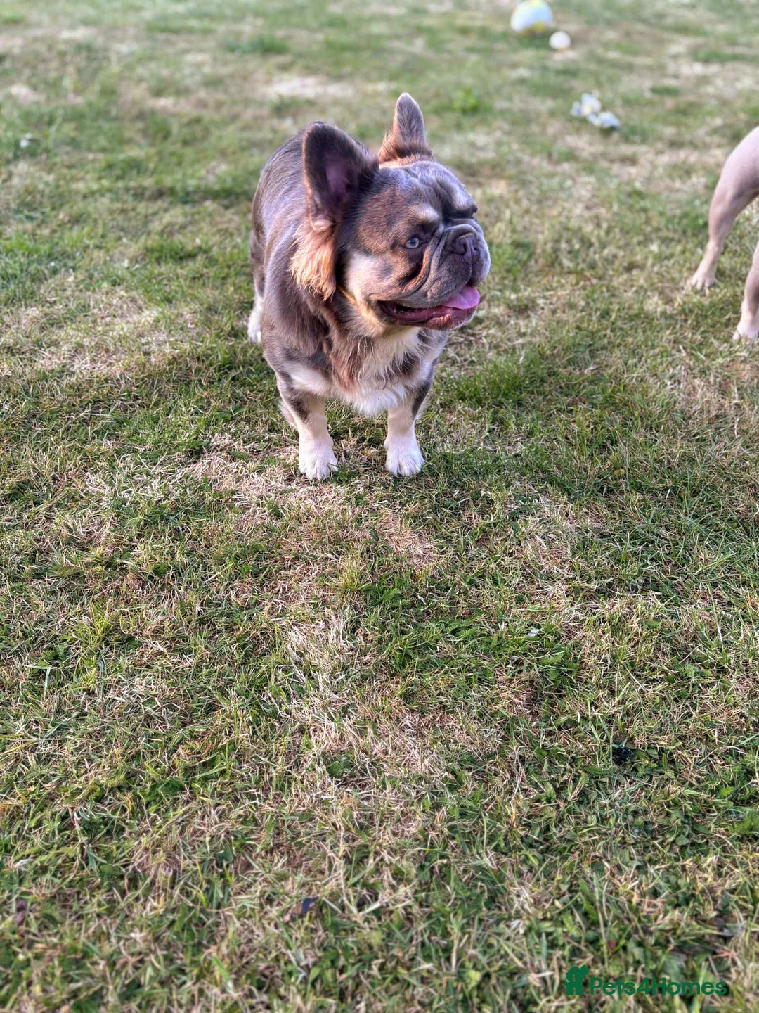 French Bulldog dogs for stud: Mr Fluffy son of Don Corleone  - Image 14