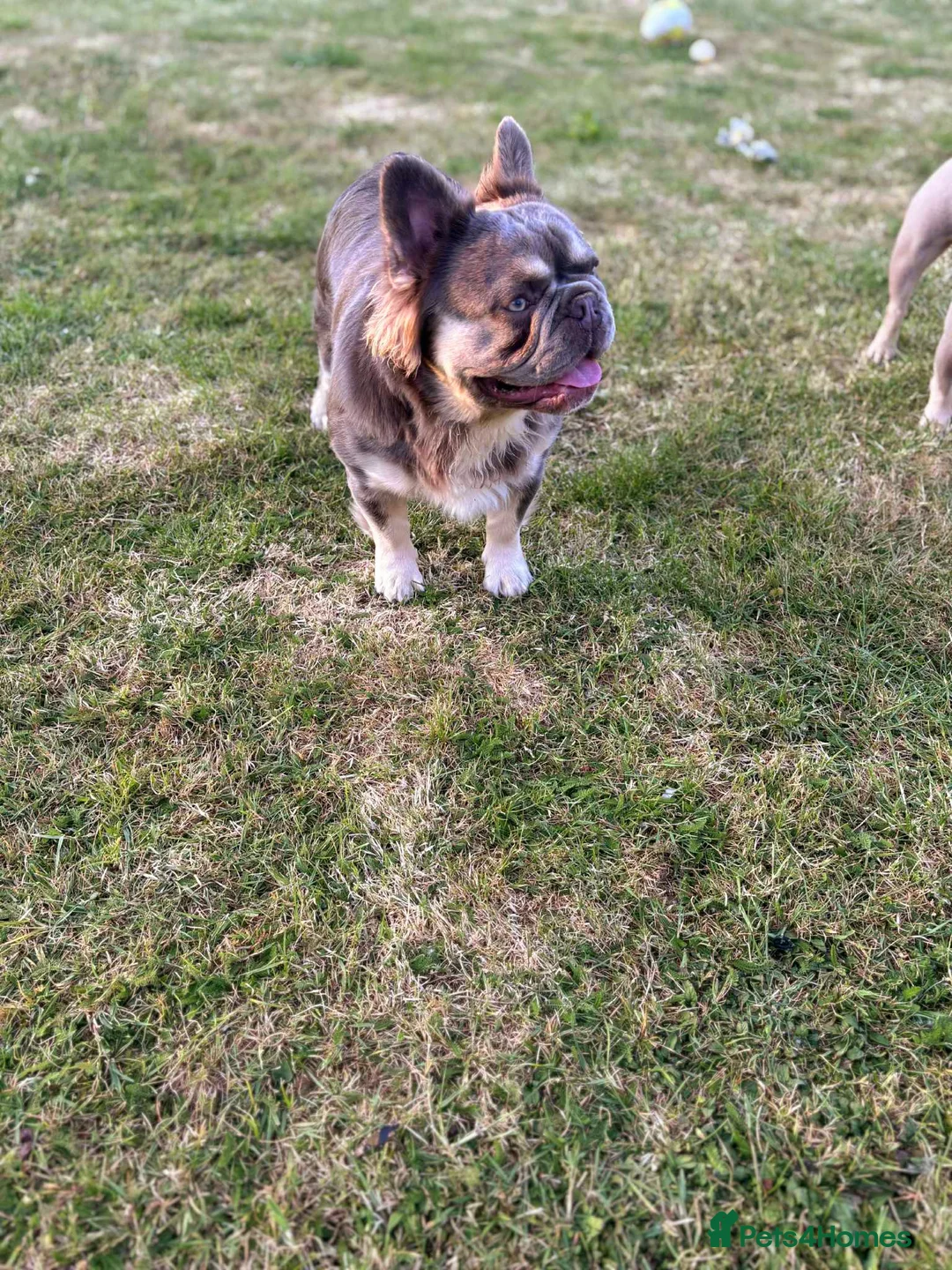 French Bulldog dogs for stud: Mr Fluffy son of Don Corleone  - Advert 14