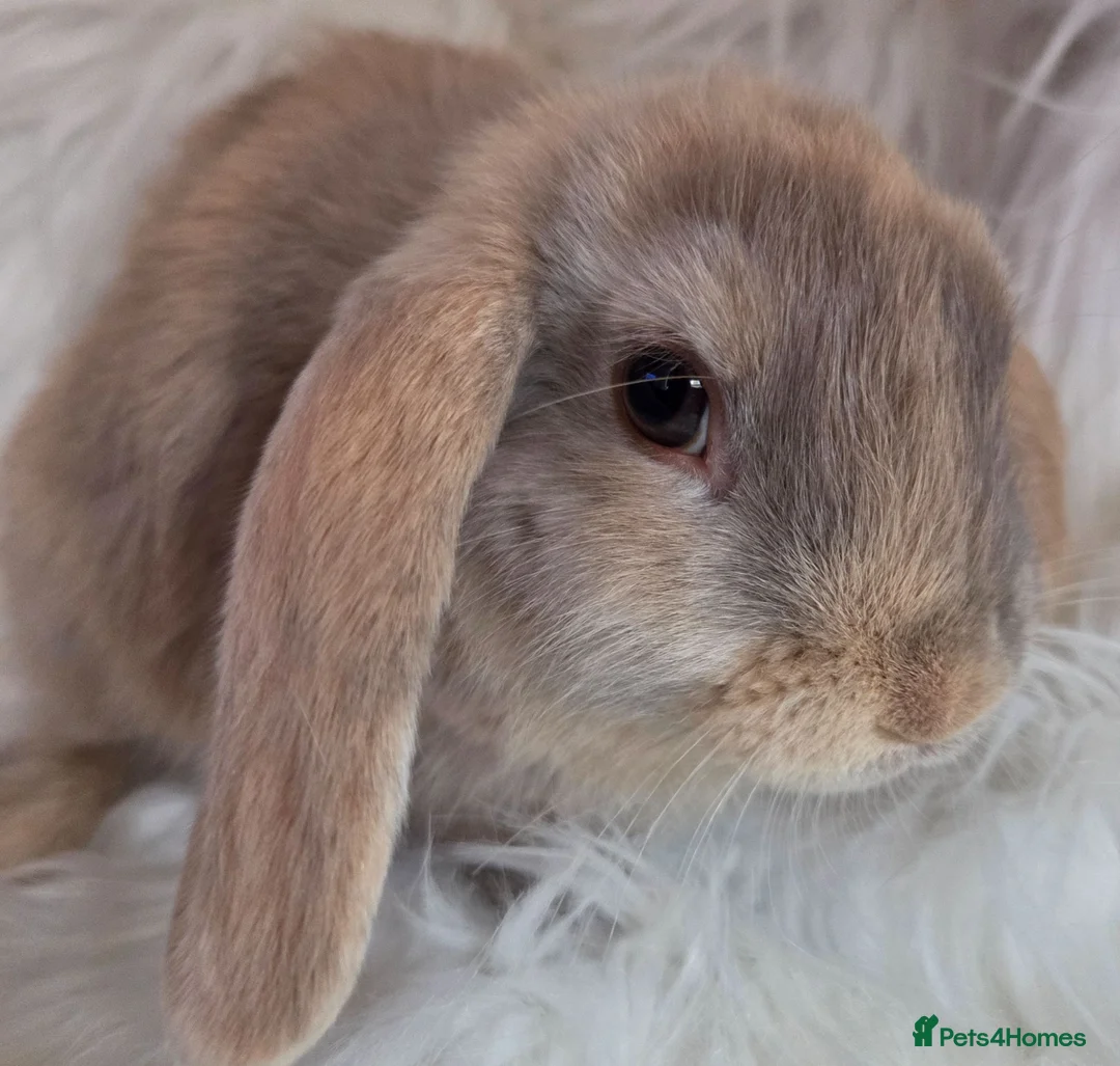 Mini Lop rabbits for sale: Only 3 left boy available. Beautiful mini lops - Advert 6