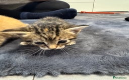 Mixed Breed cats for sale: Kittens - Image 6