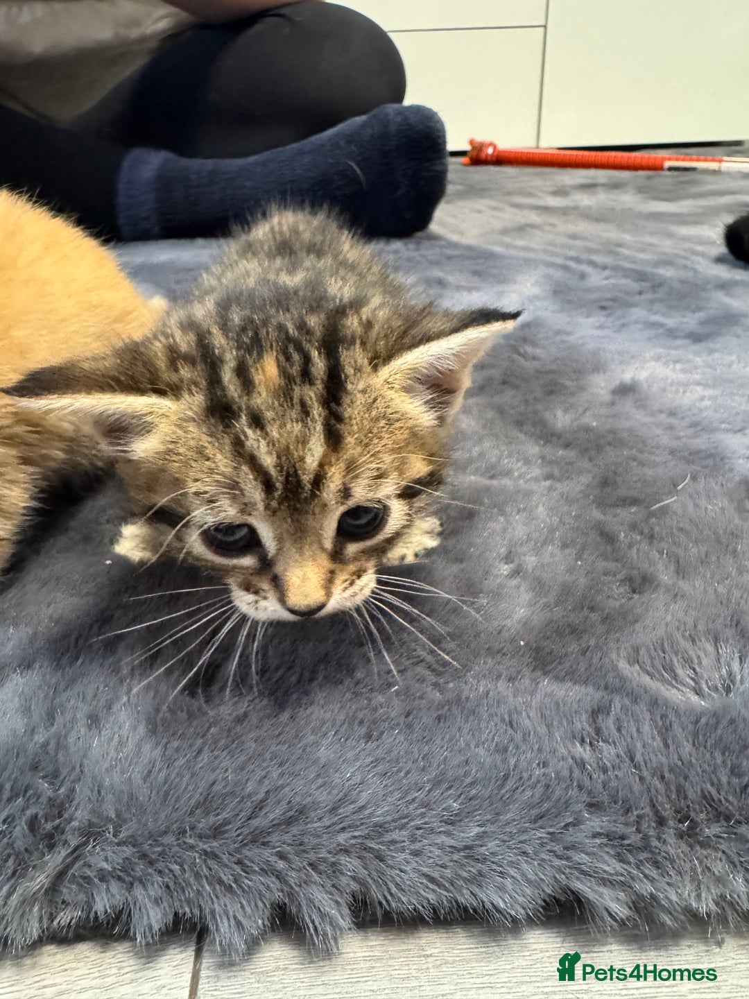 Mixed Breed cats for sale: Kittens - Image 6