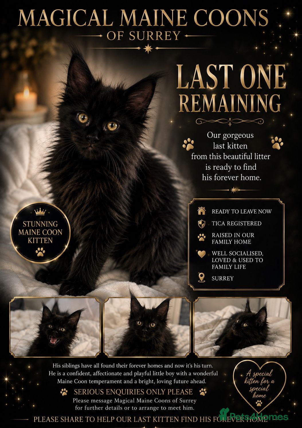 Maine Coon cats Stunning TICA® Maine Coon Kittens ❤️❤️ - Advert 1