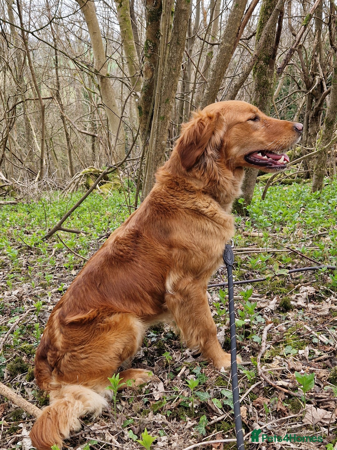 Golden Retriever dogs for sale: Stunning Golden Retriever pups  in Oxted - Image 29