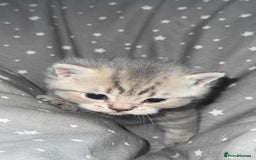 British Shorthair cats for sale: BSH KITTENS  - Image 14