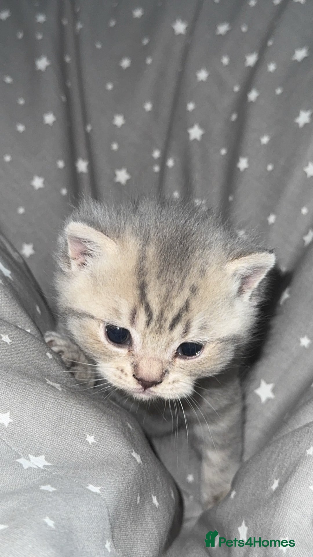 British Shorthair cats for sale: BSH KITTENS  - Image 14