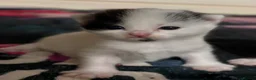 Mixed Breed cats for sale: Kittens for sale  - Advert 11