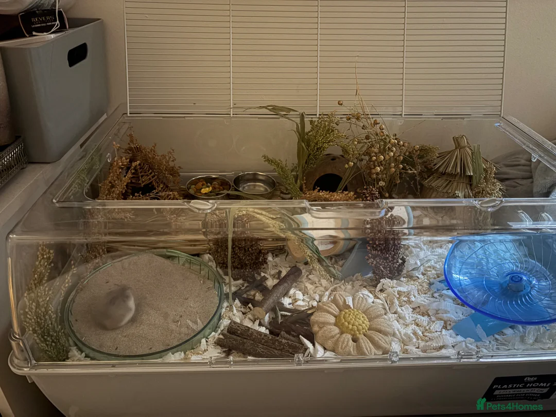 Hamster rodents for sale: Roborovski dwarf hamster  in Highbridge - Advert 2