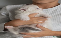 Ragdoll cats for sale: Best Ragdoll Bicolour and Lynx kittens in UK - Image 26