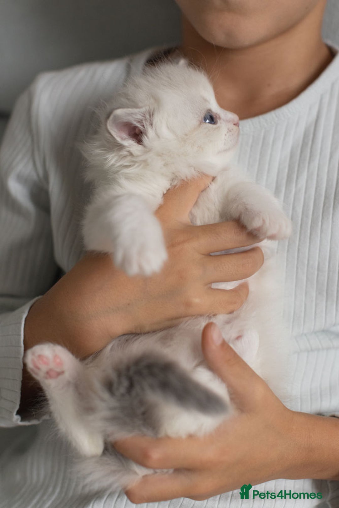 Ragdoll cats for sale: Best Ragdoll Bicolour and Lynx kittens in UK - Image 26