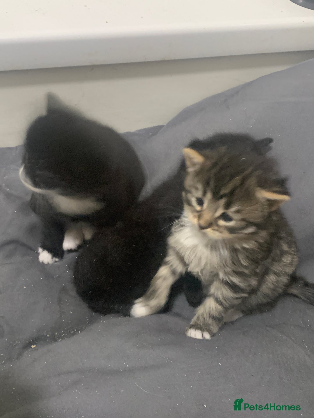 Mixed Breed cats for sale: Stunning kittens - Advert 5