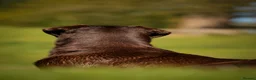 Labrador Retriever dogs for stud: Proven Fully Health Tested Working Chocolate Lab - Advert 3