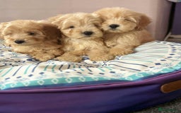 Cockapoo dogs for sale: Outstanding puppies  - Image 1