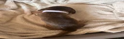 Cocker Spaniel dogs for sale: *DNA clear* Show type cocker spaniel puppies - Advert 18