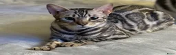 Bengal cats for sale: 2 Bengal BOYS🐆🐆 - Advert 1