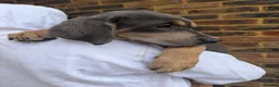 Labrador Retriever dogs for sale: Labrador puppies  - Advert 4